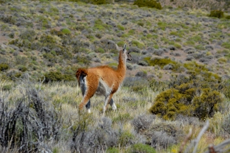 Guanaco Guanaco