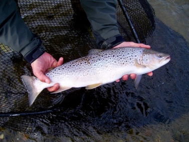 Scarred female Scarred female