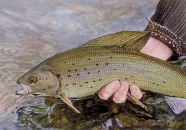 Midnight grayling Midnight grayling