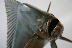 A dolphin fish study A dolphin fish study