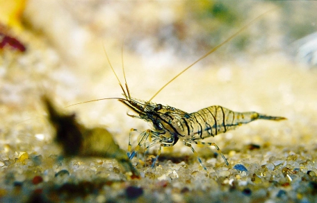 Translucent Translucent