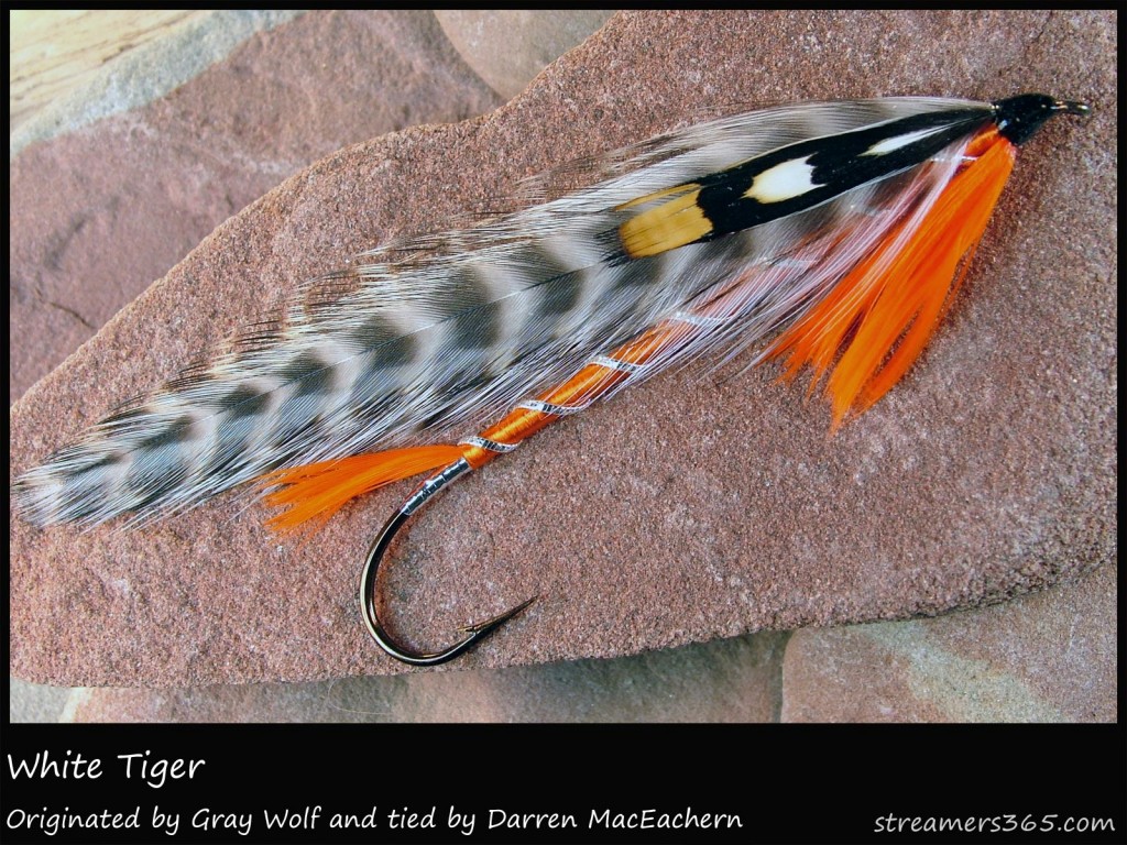 #100 White Tiger - Darren MacEachern