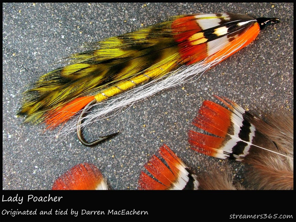 #181 Lady Poacher - Darren MacEachern #181 Lady Poacher - Darren MacEachern