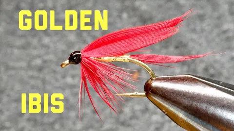 Video thumb for Golden Ibis