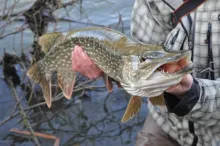 Video thumb for UK Fly Fishing For Pike