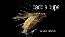 Video thumb for Latex Caddisfly Pupa