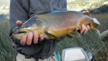 Video thumb for La Magia de La Pesca en la Patagonia Chile