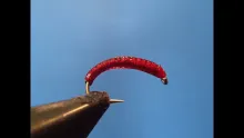 Video thumb for Red Midge Larva