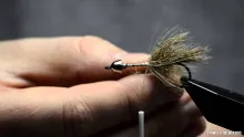 Video thumb for Capercaillie Sculpin