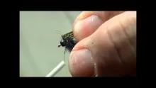 Video thumb for Penningtons Luccent Caddis Larva