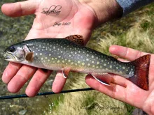 User submitted picture: Salvelino (Spain)