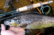 User submitted picture: Brown trout with caddis l...