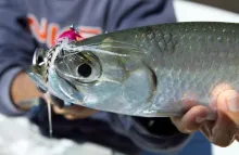 User submitted picture: A baby Tarpon caught on a...