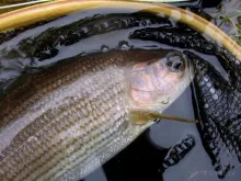 User submitted picture: Grayling time!