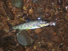User submitted picture: Small Stream Wild Brown, ...