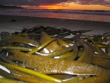 User submitted picture: What the sea brings..... ...