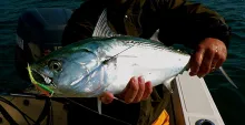 User submitted picture: False albacore taken on a...