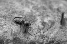 User submitted picture: Midge Confusion.  My #26 ...