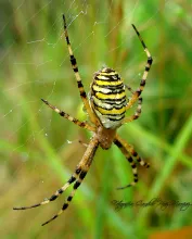 User submitted picture: Tiger Spider
("Argiope ...