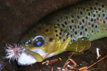 User submitted picture: A Small Stream Wild Brown