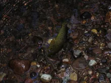 User submitted picture: A Wild Brown Feeding