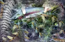 User submitted picture: This image is the result ...