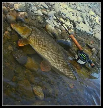 User submitted picture: barbel of the "gave de P...