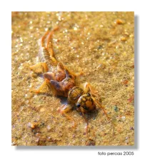 User submitted picture: Plecoptera from Poprad Ri...