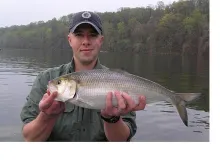 User submitted picture: Large shad caught 5 miles...