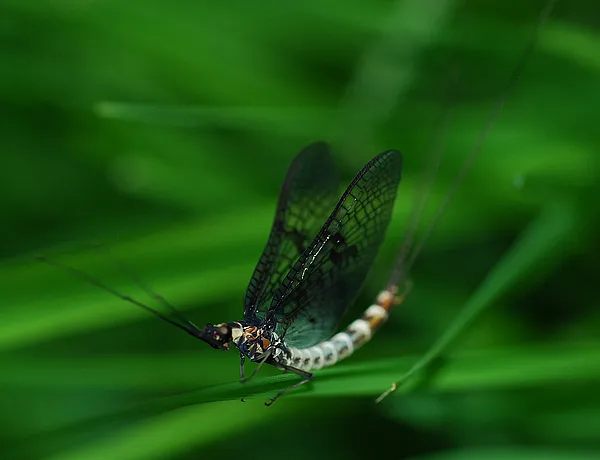 User submitted picture: Danica resting in the gra...