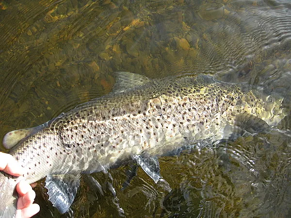 User submitted picture: 7 pound seatrout getting ...
