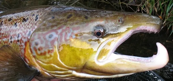 User submitted picture: Full Breeding Dress