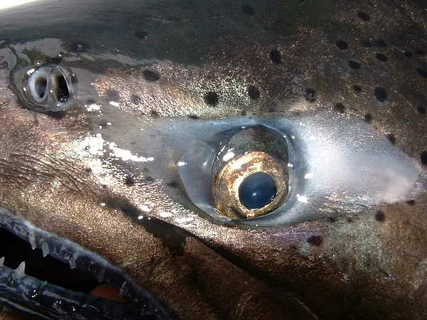 User submitted picture: King salmon,20#. Oakorcha...