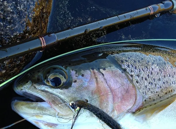 User submitted picture: Rainbow & Black Clouser M...