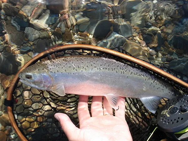 User submitted picture: Catch & Release!!!