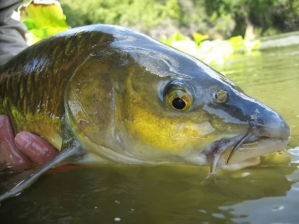 User submitted picture: A characteristic Yellow-F...