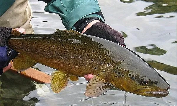 User submitted picture: One of the nice browns th...